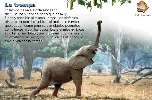 La trompa