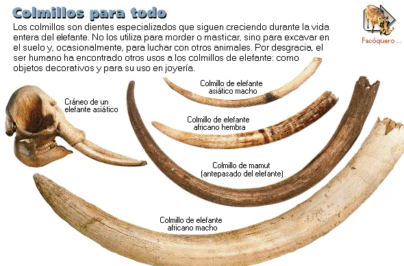 Colmillos para todo