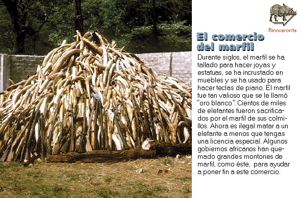 El comercio del marfil