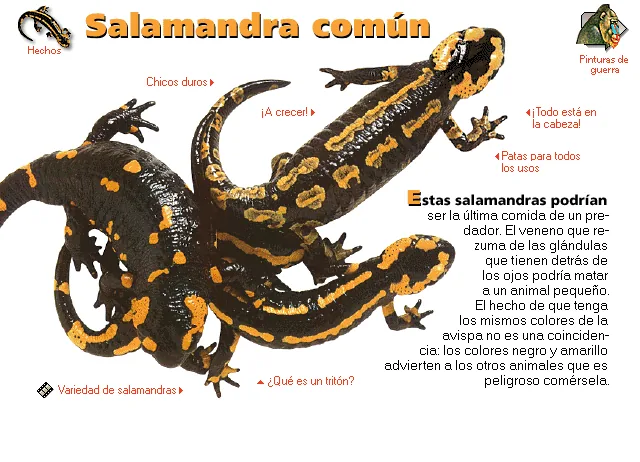 Salamandra común