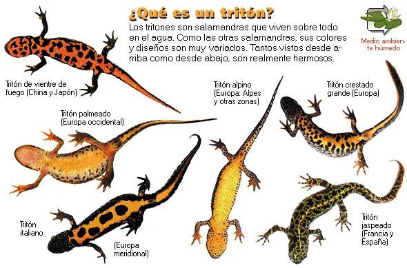 ¿Qué es un tritón?