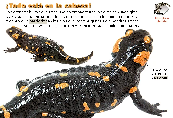 ¡Todo está en la cabeza!