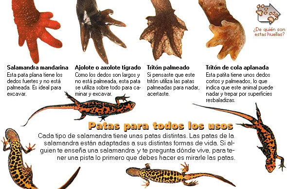 Patas para todos los usos