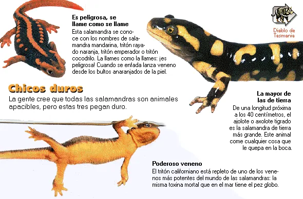 Chicos duros