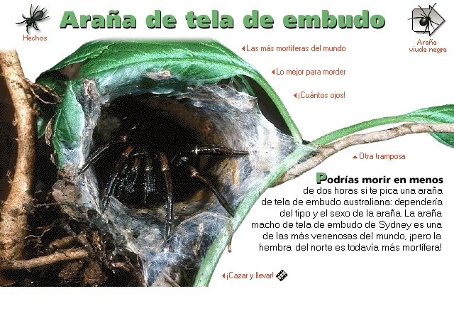 Araña de tela de embudo