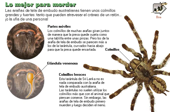 Lo mejor para morder