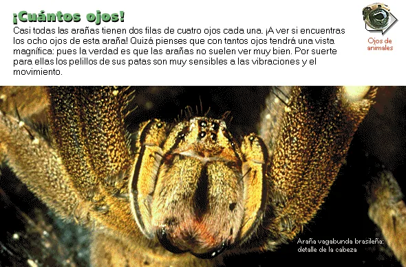 ¡Cuántos ojos!