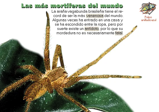 Las más mortíferas del mundo