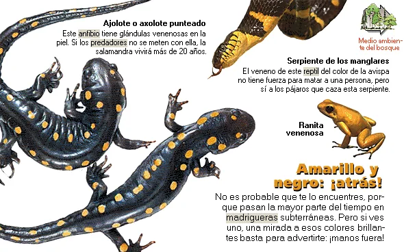 Amarillo y negro: ¡atrás!