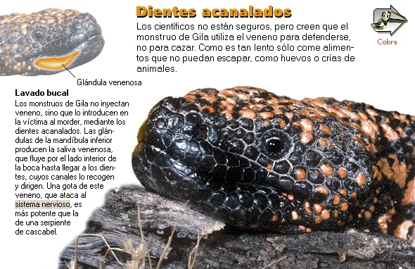 Dientes acanalados