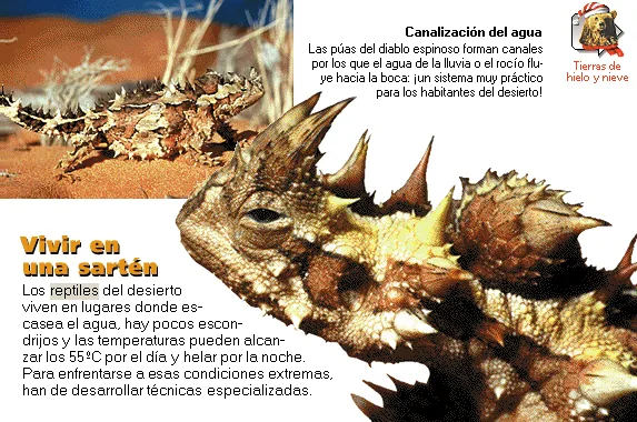 Vivir en una sartén