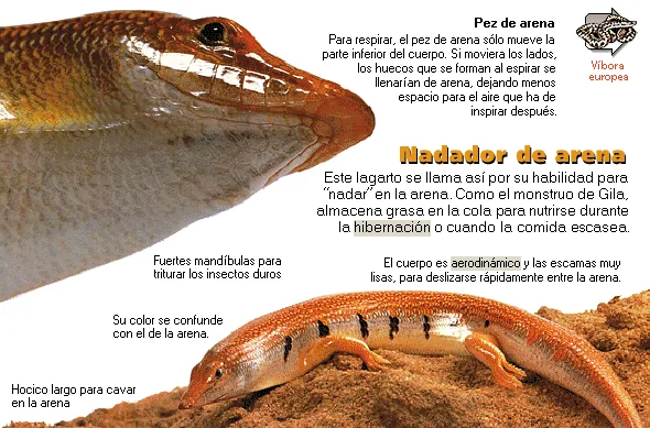 Nadador de arena