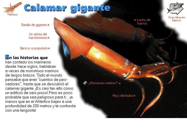 Calamar gigante