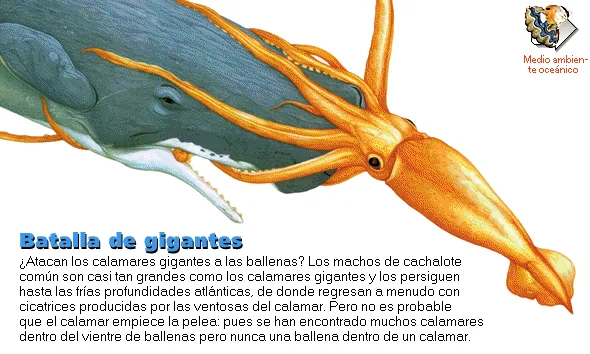 Batalla de gigantes
