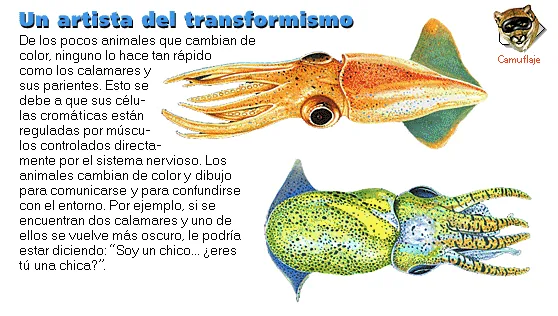 Un artista del transformismo