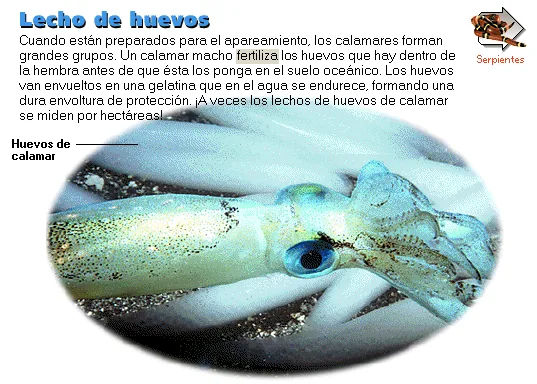 Lecho de huevos