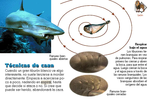 Técnicas de caza