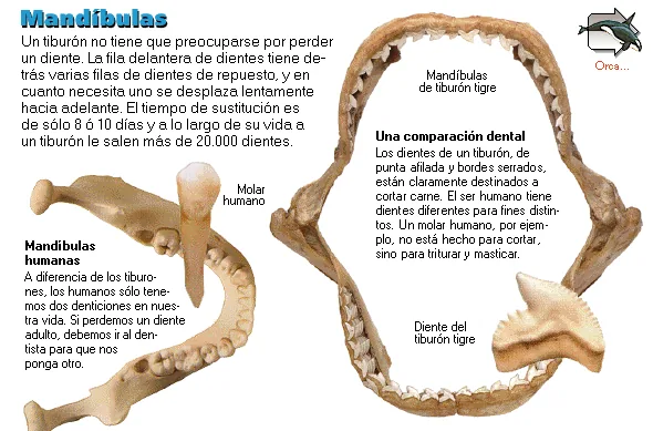 Mandíbulas