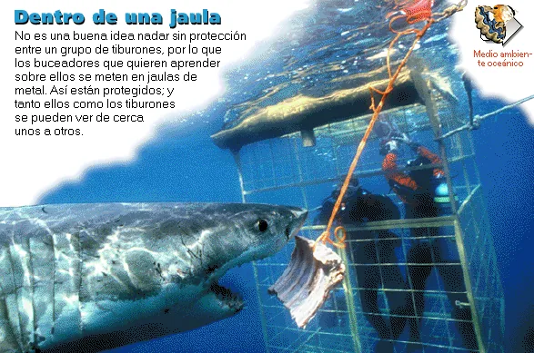 Dentro de una jaula
