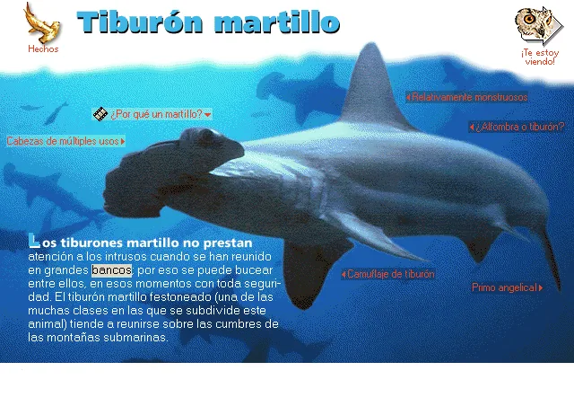 Tiburón martillo
