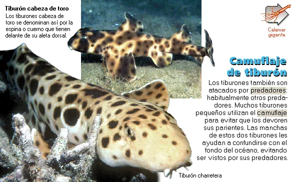 Camuflaje de tiburón
