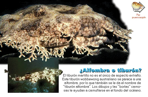 ¿Alfombra o tiburón?