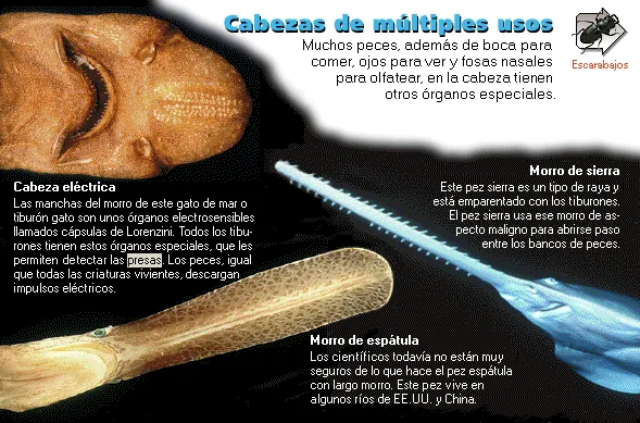 Cabezas de múltiples usos
