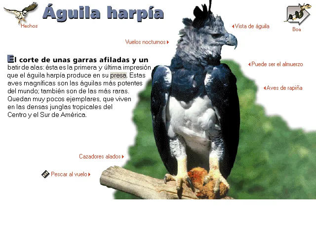 Águila harpía
