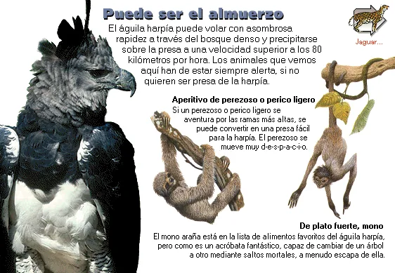 Puede ser el almuerzo