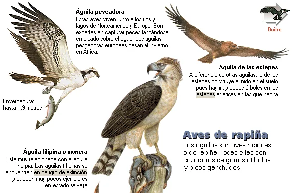 Aves de rapiña