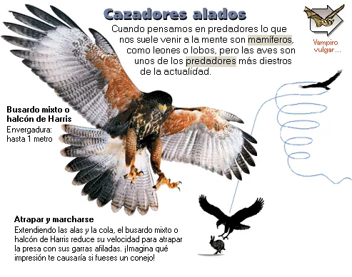 Cazadores alados