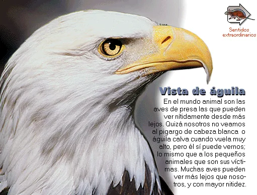 Vista de águila