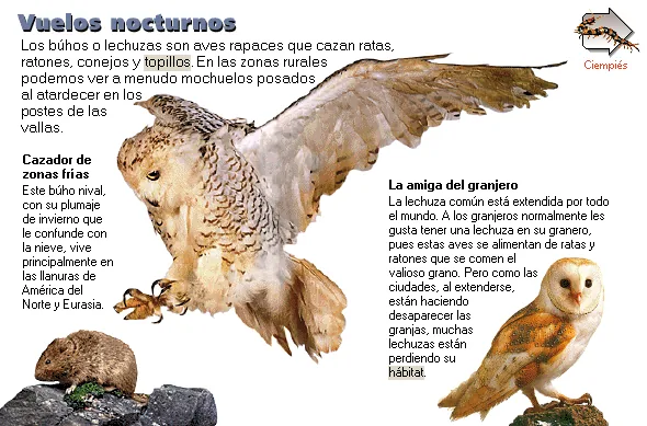 Vuelos nocturnos