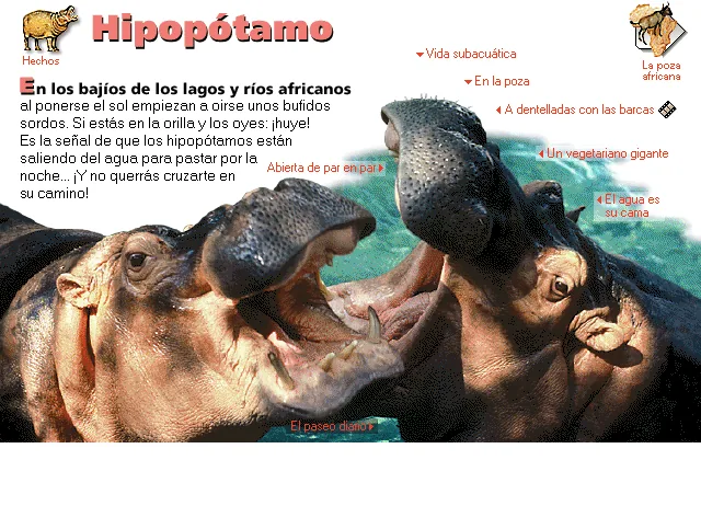 Hipopótamo