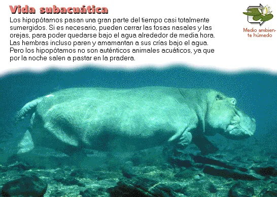Vida subacuática
