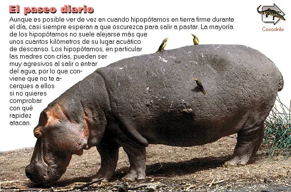 El paseo diario