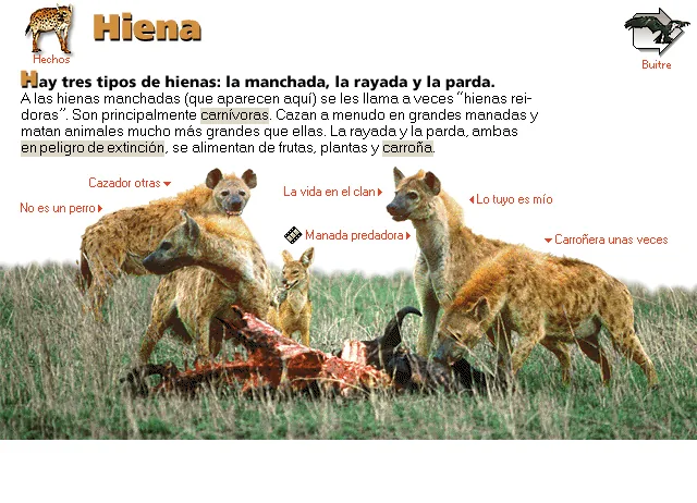 Hiena