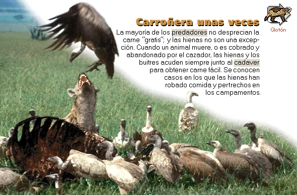 Carroñera unas veces