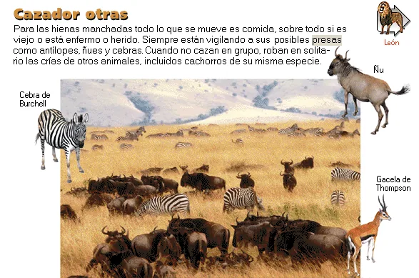 Cazador otras