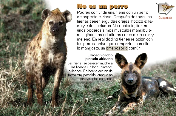 No es un perro