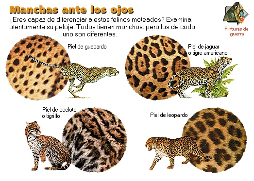 Manchas ante los ojos