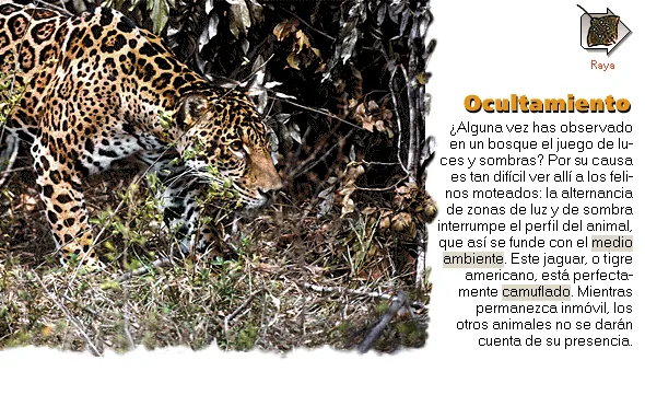 Ocultamiento