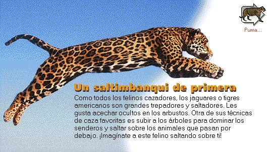 Un saltimbanqui de primera