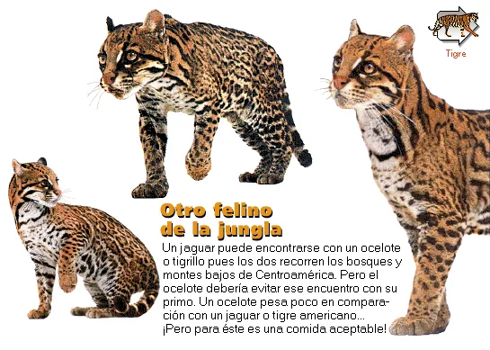 Otro felino de la jungla