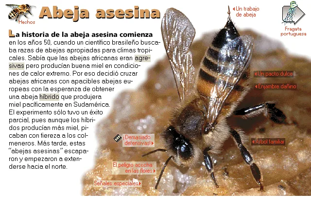 Abeja asesina