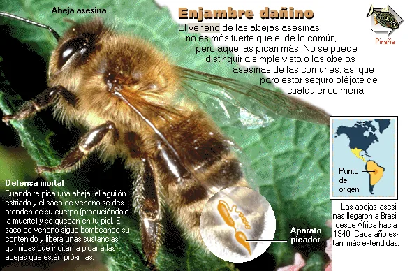 Enjambre dañino