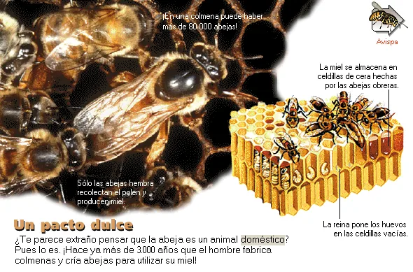 Un pacto dulce