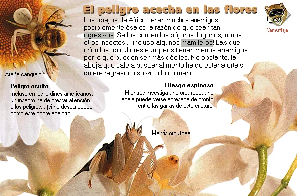 El peligro acecha en las flores