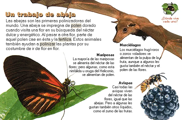 Un trabajo de abeja