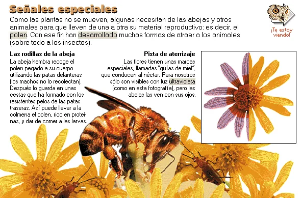 Señales especiales